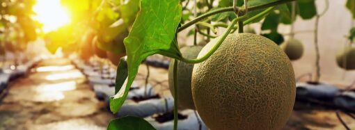 توزیع تخم گندم اصلاح شده برای یک هزار 800 دهقان در ولایت جوزجان