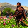 Land Cleared of Poppy Fields in 2022