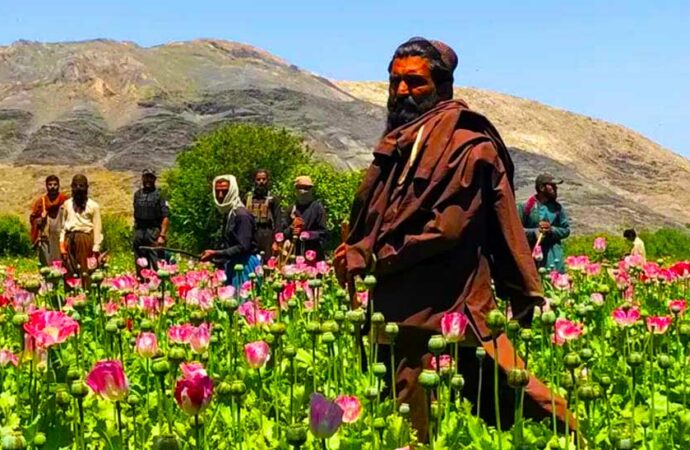 Land Cleared of Poppy Fields in 2022