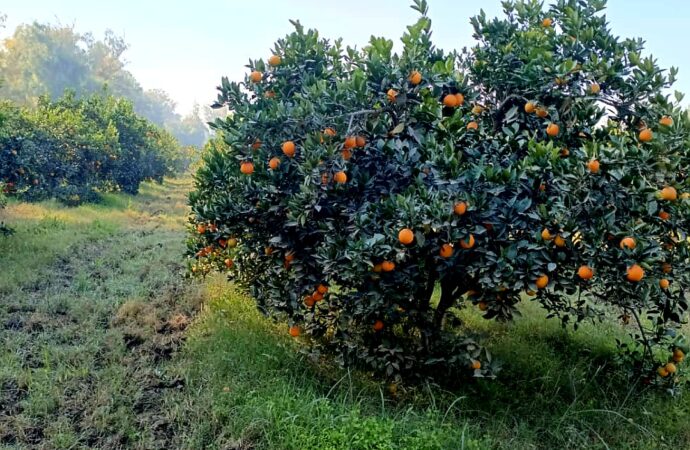 د ننګرهار کانال رئيس مولوي غلام الرحمن کظيم وايي چې سږکال د دې