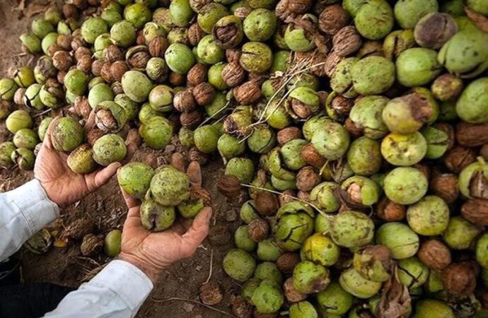 پنجشیر ولایتی