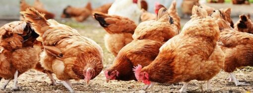 پکتیکا کې د کور سرپرستو مېرمنو ته د چرګانو فارمونه جوړ شوي