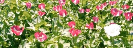 په ننګرهار کې پر څه باندي ۱۰۰ جريبه ځمکه کرل شوي کوکنار واړول شول