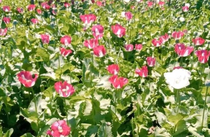 په ننګرهار کې پر څه باندي ۱۰۰ جريبه ځمکه کرل شوي کوکنار واړول شول