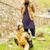 پنجشیر ولایتی ده تاپیلگن » هُما» قوشی درمان آستیده بولگن